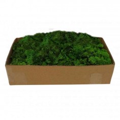 Reindeer Moss Green 500Gr