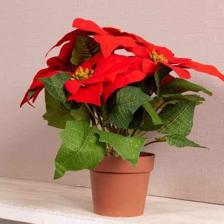 poinsettia para navidad