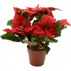 Poinsettia poinsettia in...