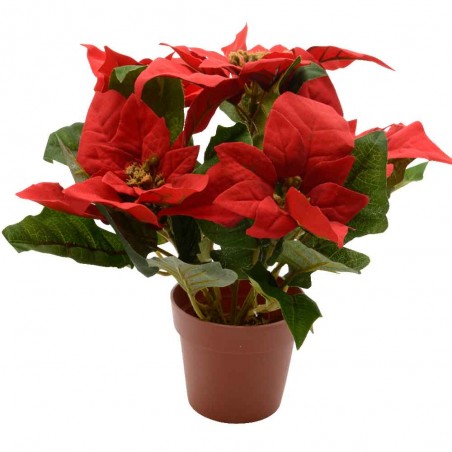 poinsettia-navidad