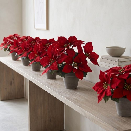 Poinsettia 27x35cm