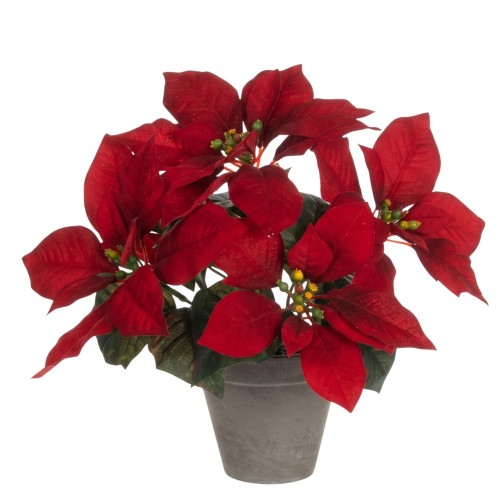 Poinsettia 27x35cm