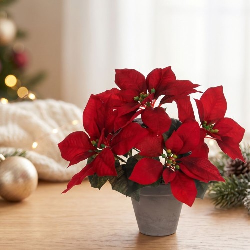 Poinsettia 27x35cm