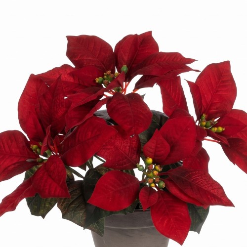 Poinsettia 27x35cm