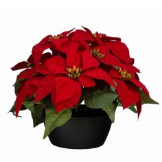 Poinsettia 25x35cm