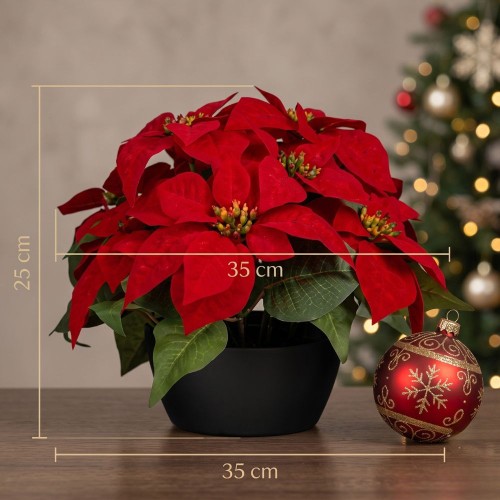 Poinsettia 25x35cm
