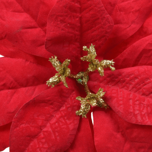 Poinsettia Velvet on Clip Terciopelo Rojo